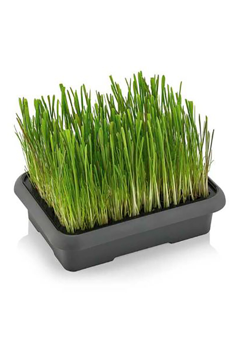 Petwork Kedi Çimi Petwork Kedi Çimi