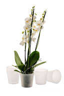 Gardenya Orkide Saksı Transparant