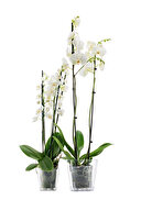 Poliwork Vanda Orkide Saksısı 1,6 Lt